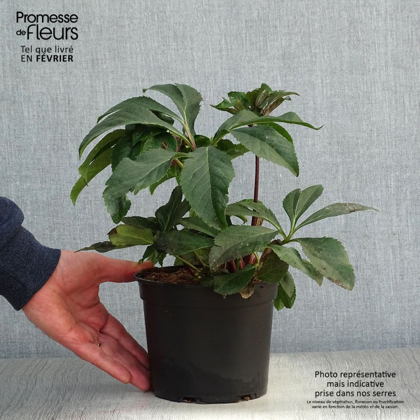 Amostra de Helleborus orientalis Double Rosa Vaso de 2 L/3 L tal como entregue no inverno