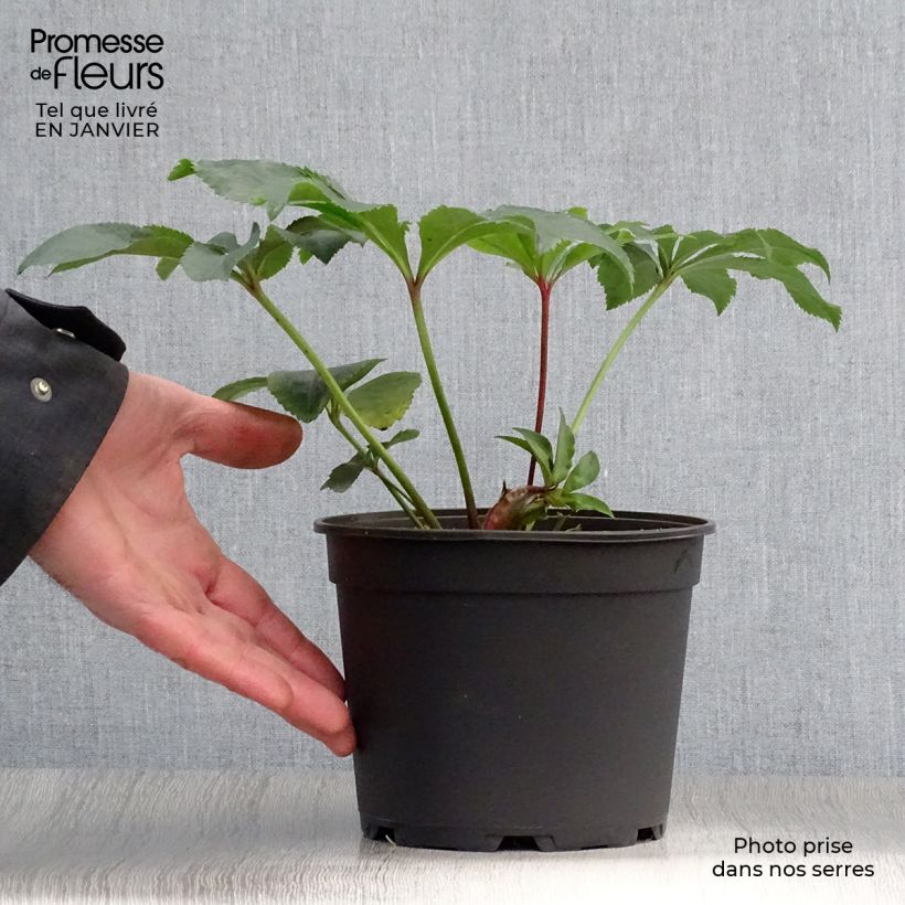 Amostra de Helleborus orientalis Double Vermelha Vaso de 2 L/3 L tal como entregue no inverno