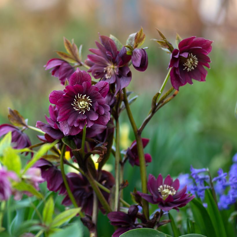 Helleborus orientalis Double Vermelha (Hábito)