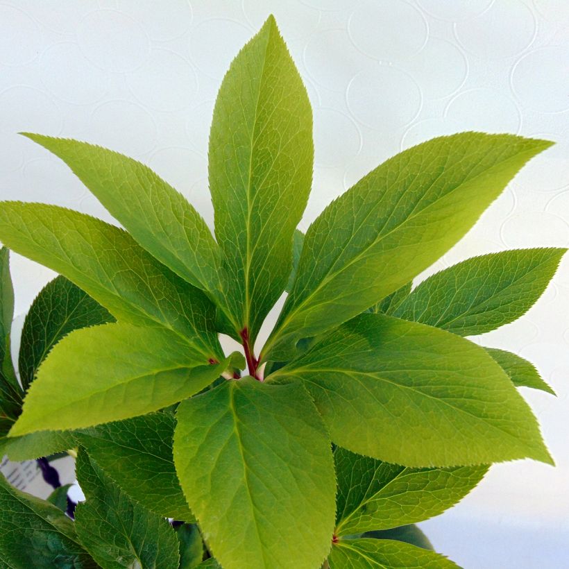 Helleborus orientalis Double Verde (Folhagem)