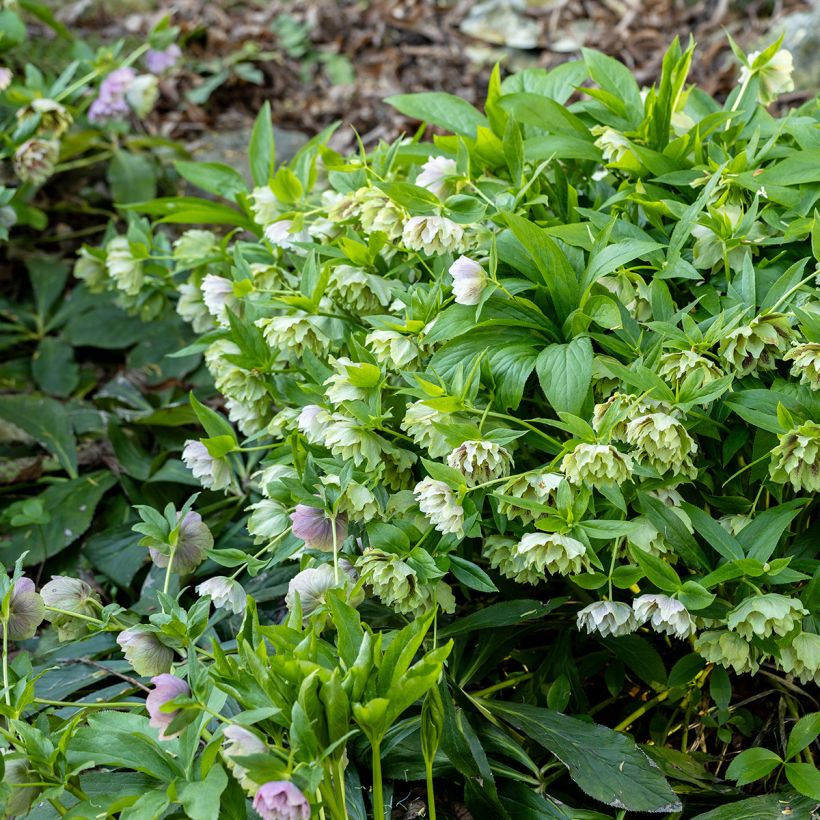 Helleborus orientalis Double Green Spotted (Hábito)
