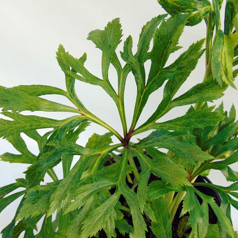 Helleborus orientalis Double Yellow Spotted (Folhagem)