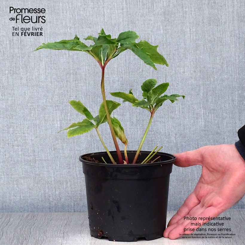Amostra de Helleborus orientalis Double Yellow Spotted Vaso de 2 L/3 L tal como entregue no inverno