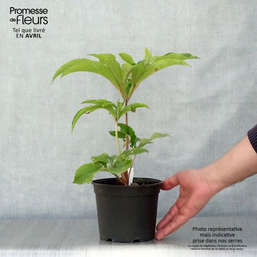 Amostra de Helleborus orientalis Special Pink Vaso de 2 L/3 L tal como entregue na primavera