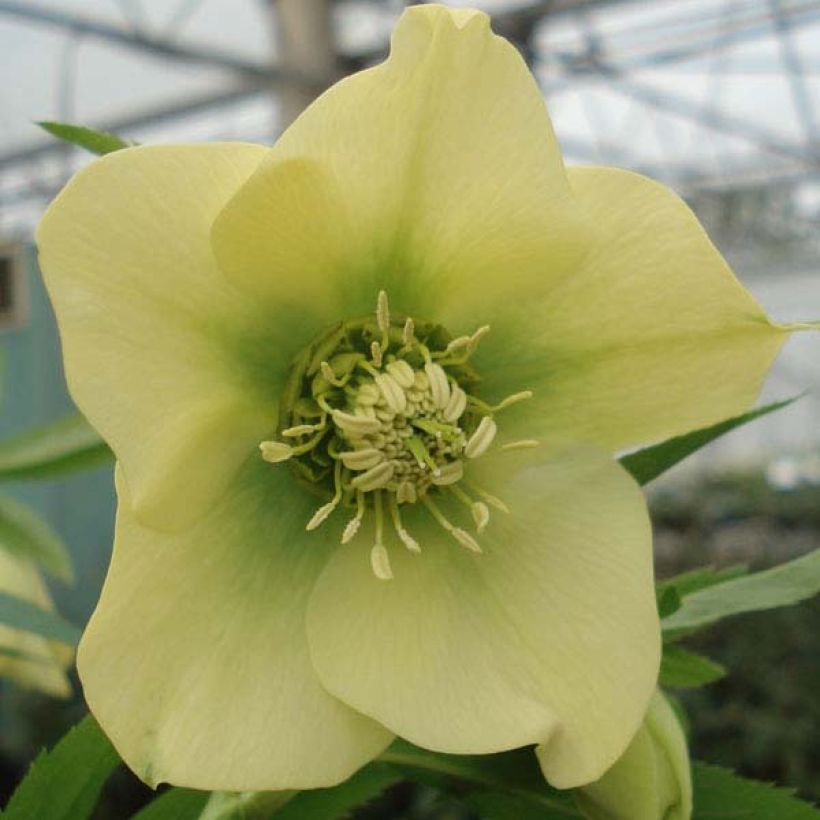 Helleborus orientalis Amarela (Floração)