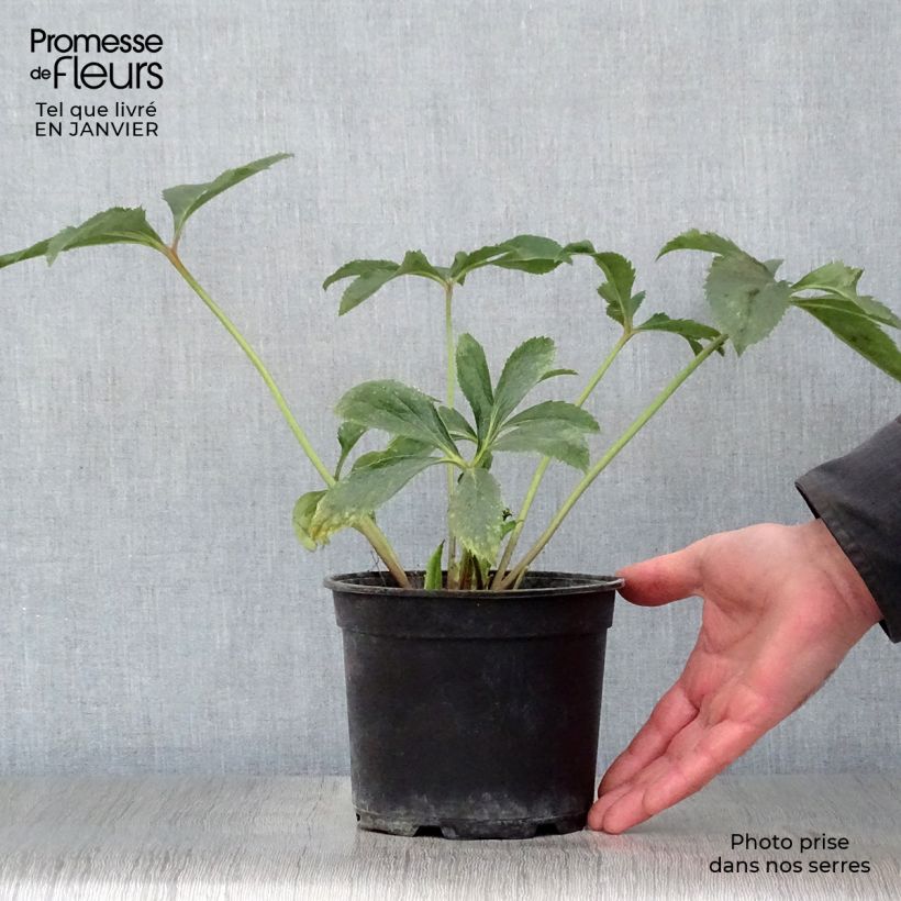 Amostra de Helleborus orientalis Amarela Vaso de 2 L/3 L tal como entregue no inverno