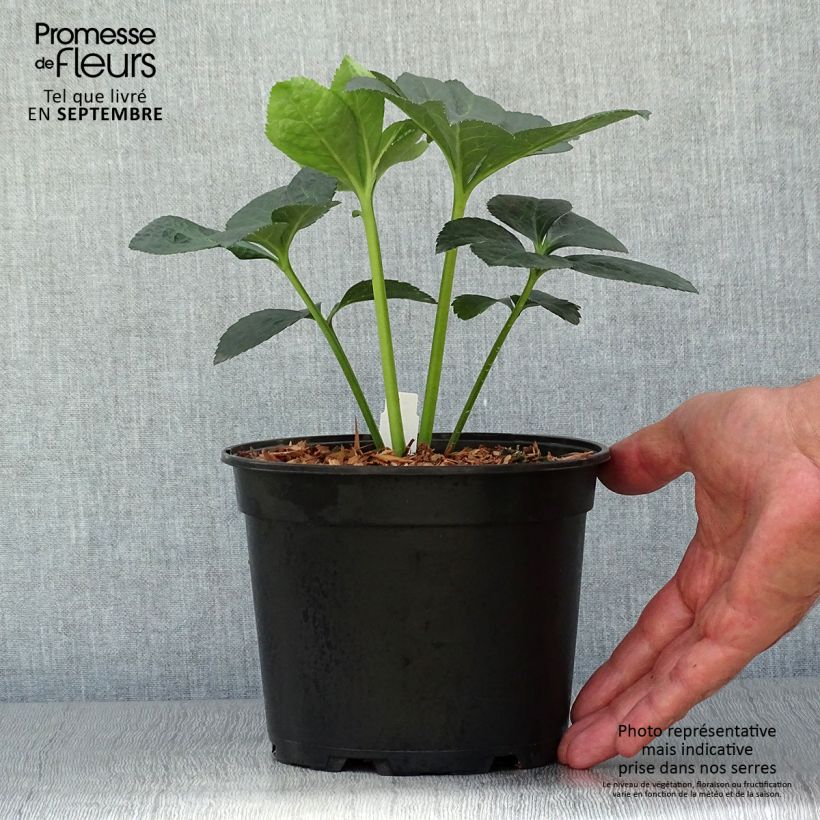 Amostra de Helleborus orientalis Super Yellow Red Center Vaso de 2 L/3 L tal como entregue no outono
