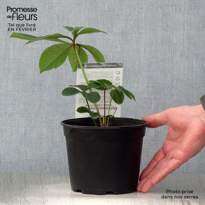Amostra de Hellébore orientale Magic Aubergine liseré Vaso de 2 L/3 L tal como entregue no inverno