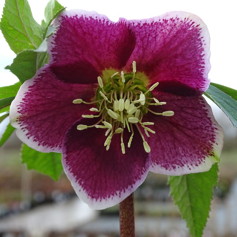 Helleborus orientalis Magic Aubergine Liseré (Floração)