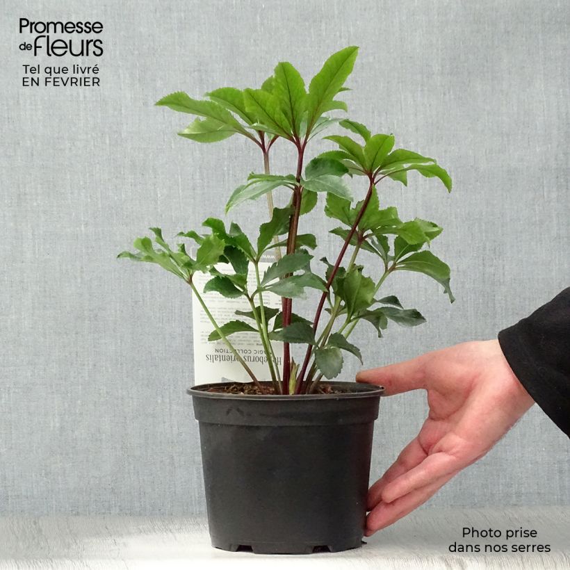 Amostra de Helleborus orientalis Magic Double Rouge Vaso de 2 L/3 L tal como entregue no inverno