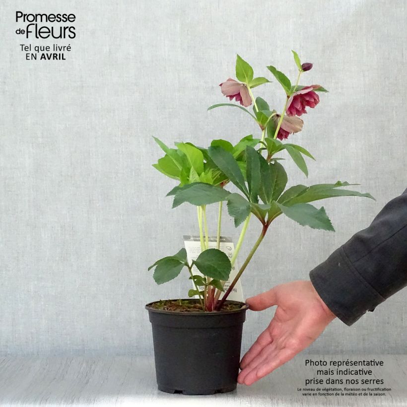Amostra de Helleborus orientalis Magic Double Rouge Vaso de 2 L/3 L tal como entregue na primavera