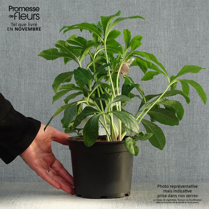 Amostra de Helleborus orientalis Magic Double Rouge Vaso de 2 L/3 L tal como entregue no outono
