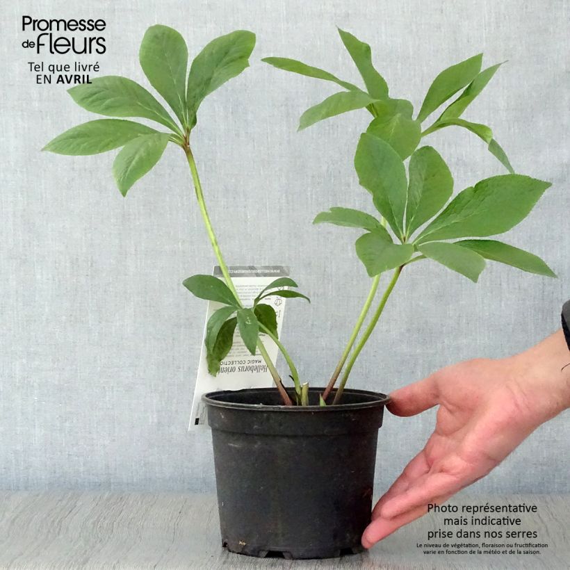 Amostra de Helleborus orientalis Magic Double Rosa Vaso de 2 L/3 L tal como entregue na primavera