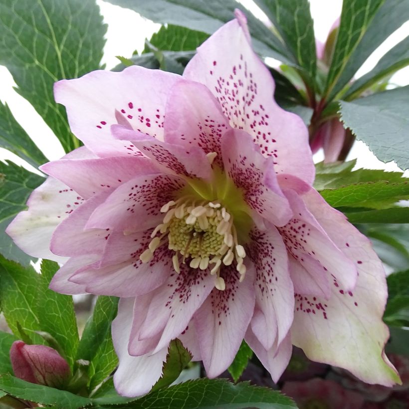 Helleborus orientalis Magic Double Rosa (Floração)