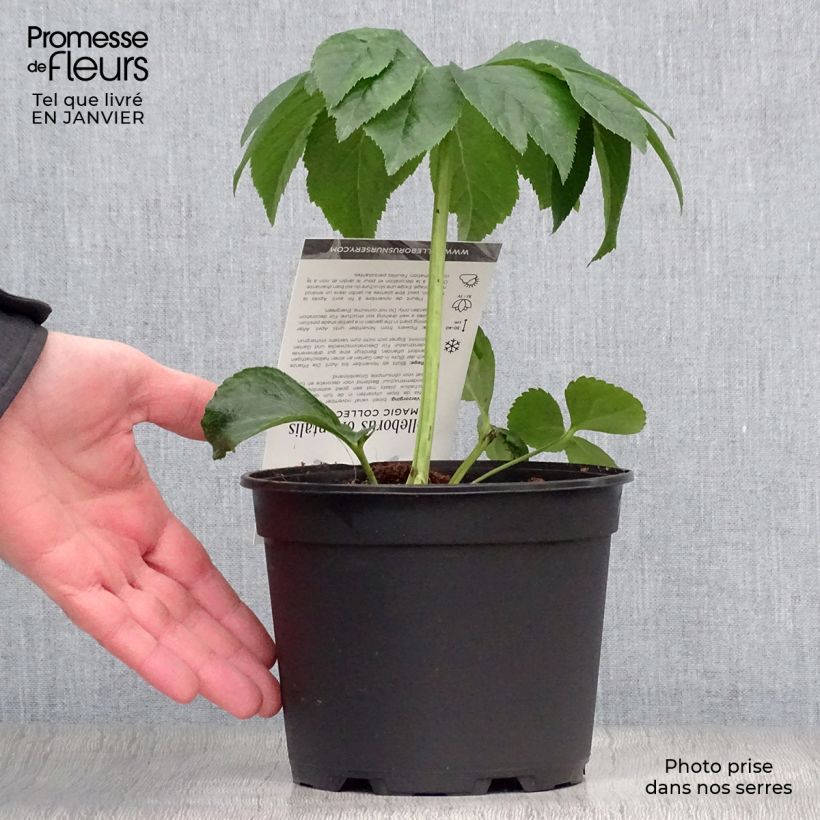 Amostra de Helleborus orientalis Magic Rouge Vaso de 2 L/3 L tal como entregue no inverno