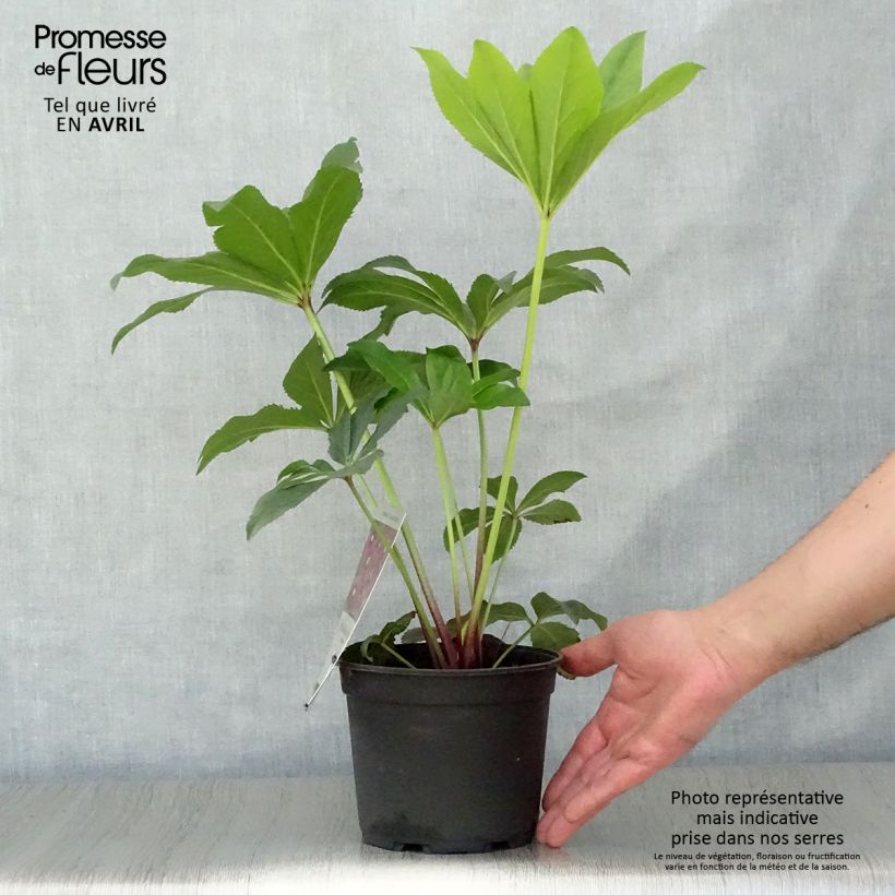 Amostra de Helleborus orientalis Magic Rouge Vaso de 2 L/3 L tal como entregue na primavera