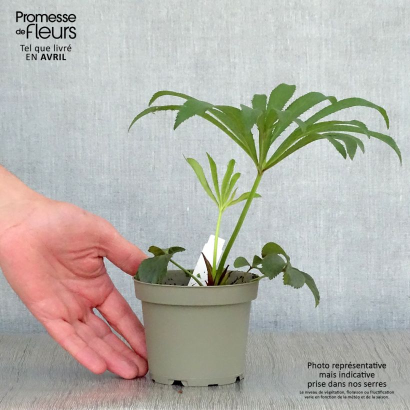 Amostra de Helleborus orientalis Preta Vaso de 1,5 L/2 L tal como entregue na primavera