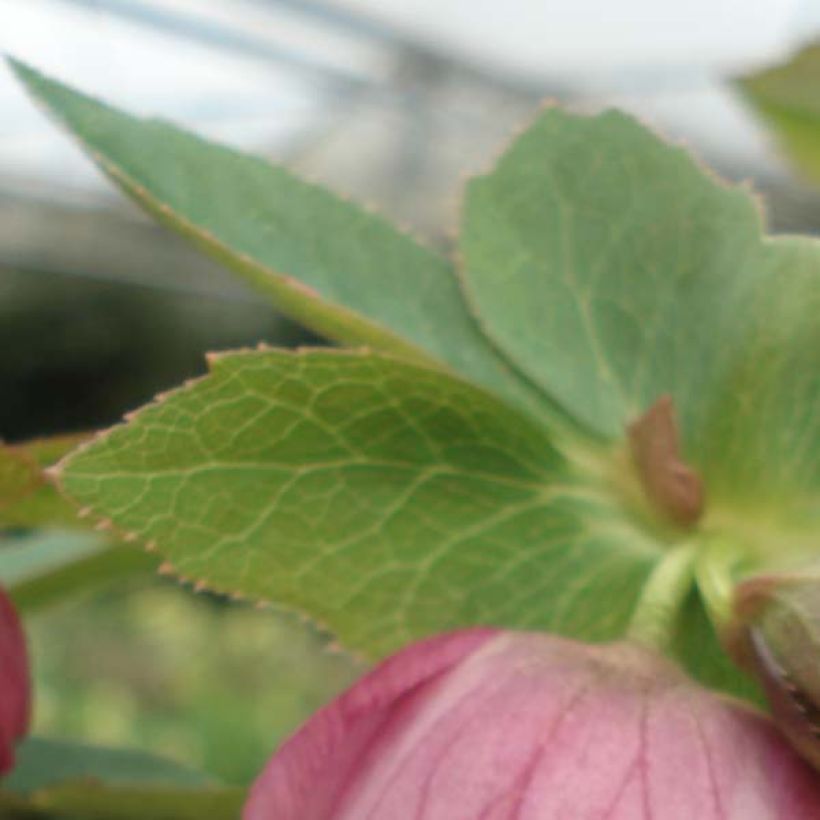 Helleborus orientalis Rosa (Folhagem)