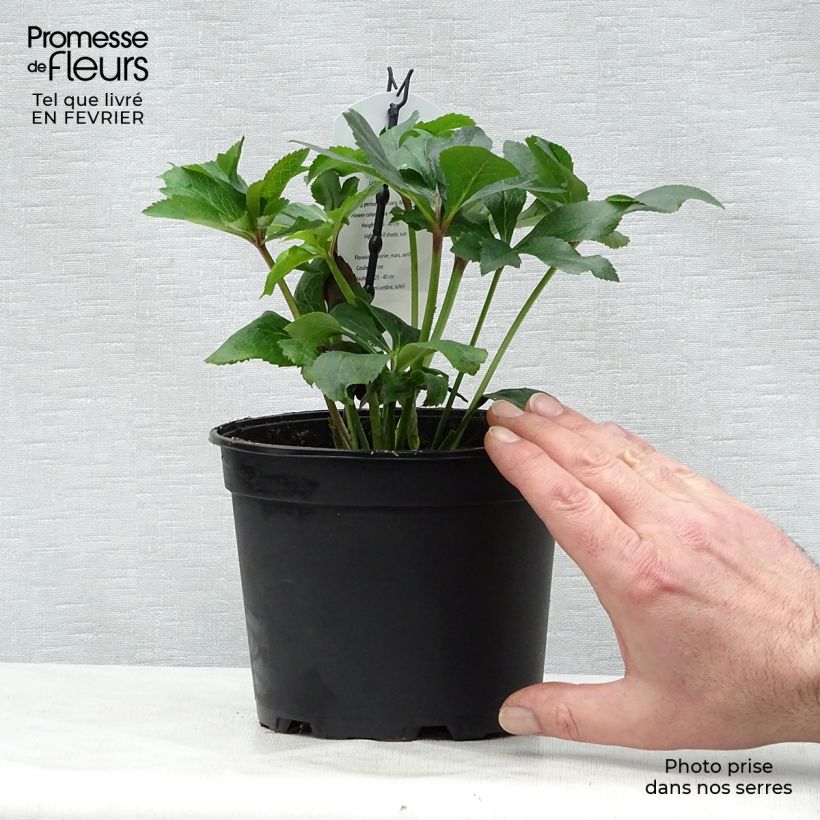 Amostra de Helleborus orientalis Rosa Vaso de 2 L/3 L tal como entregue no inverno