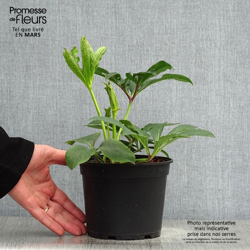 Amostra de Helleborus orientalis Rosa Vaso de 2 L/3 L tal como entregue na primavera