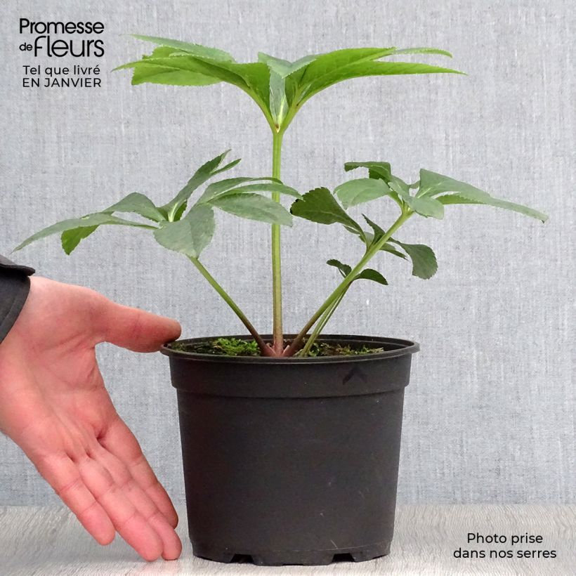 Amostra de Helleborus orientalis Pink Green Centre Vaso de 2 L/3 L tal como entregue no inverno