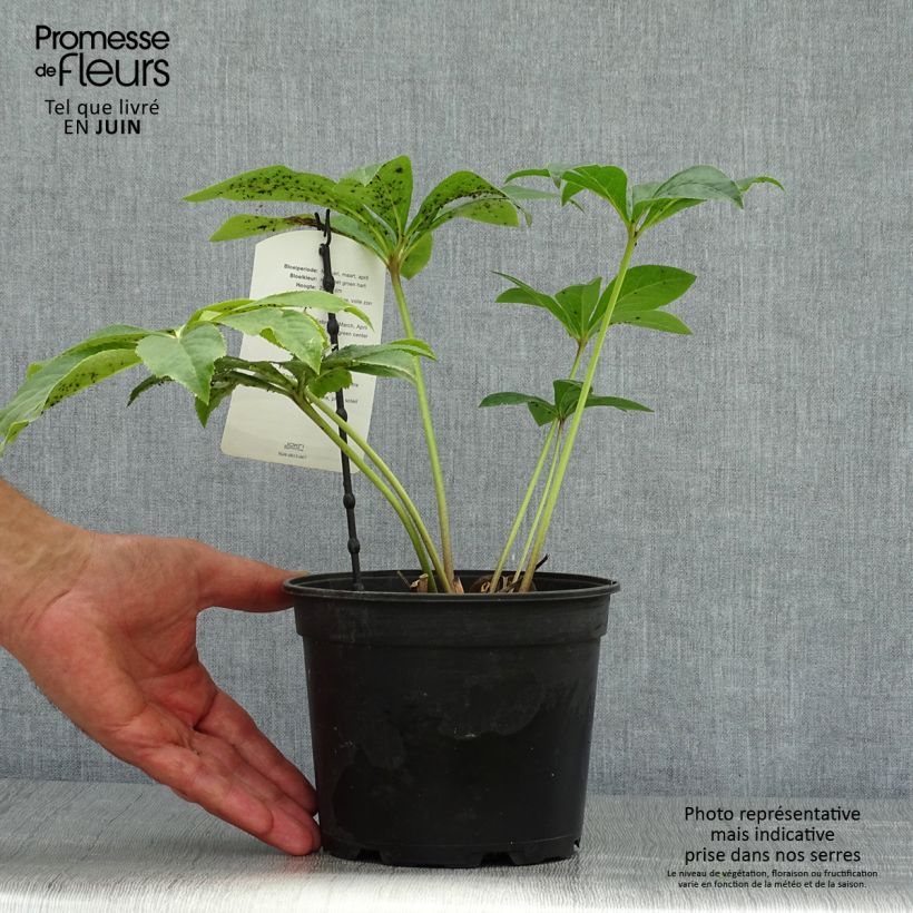 Amostra de Helleborus orientalis Pink Green Centre Vaso de 2 L/3 L tal como entregue no verão