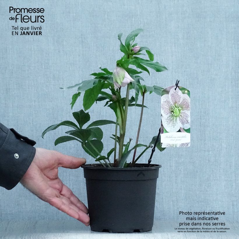 Amostra de Helleborus orientalis Pink Spotted Vaso de 2 L/3 L tal como entregue no inverno
