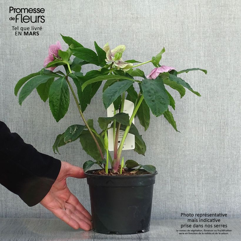 Amostra de Helleborus orientalis Pink Spotted Vaso de 2 L/3 L tal como entregue na primavera