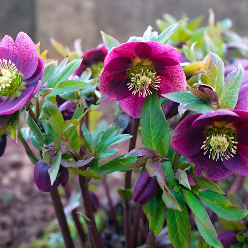 Helleborus orientalis Vermelha (Hábito)