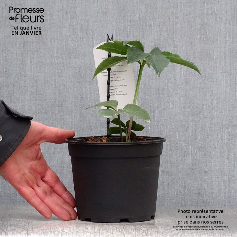 Amostra de Hellébore orientale Slaty Blue Vaso de 2 L/3 L tal como entregue no inverno