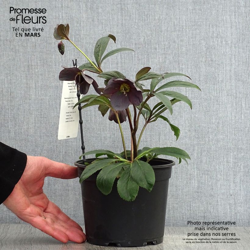 Amostra de Helleborus orientalis Slaty Blue Vaso de 2 L/3 L tal como entregue na primavera