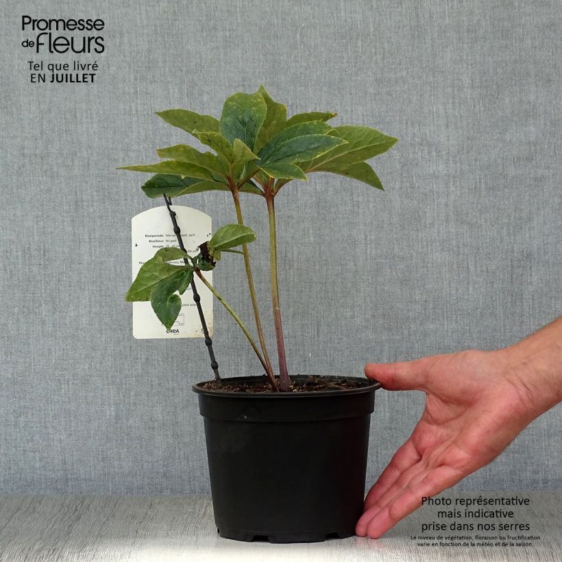 Amostra de Helleborus orientalis Super Yellow Vaso de 2 L/3 L tal como entregue no verão