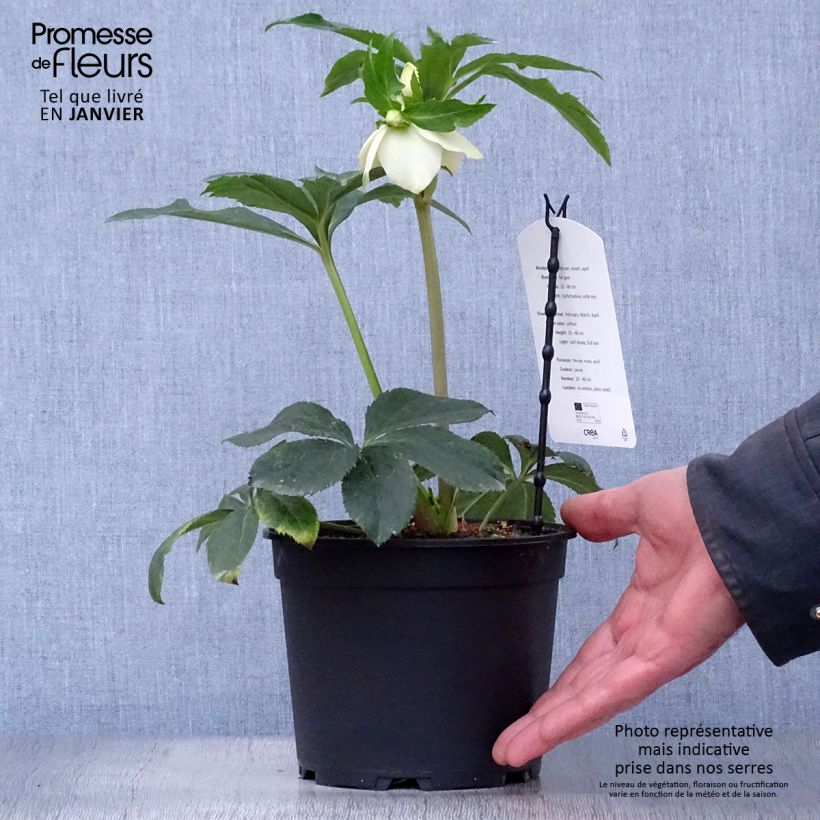 Amostra de Hellébore orientale Super Yellow Vaso de 2 L/3 L tal como entregue no inverno