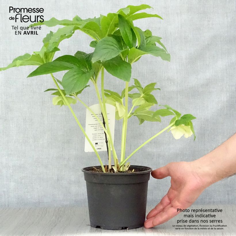 Amostra de Helleborus orientalis Super Yellow Vaso de 2 L/3 L tal como entregue na primavera