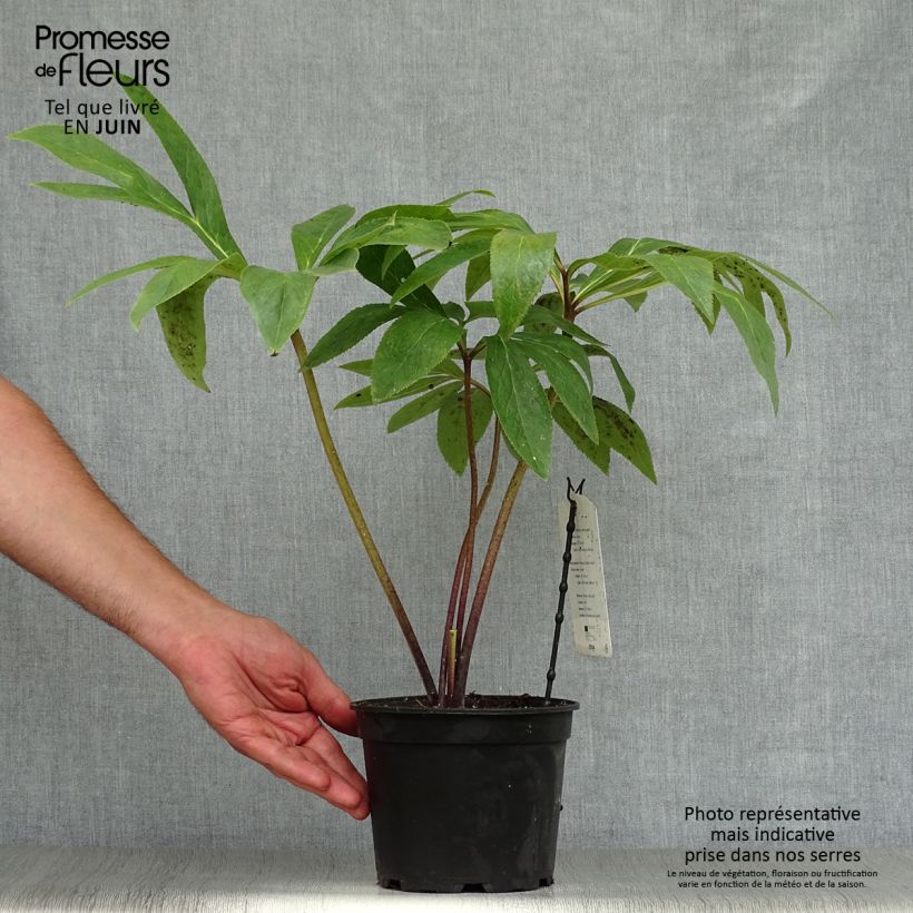 Amostra de Helleborus orientalis Green Vaso de 2 L/3 L tal como entregue no verão