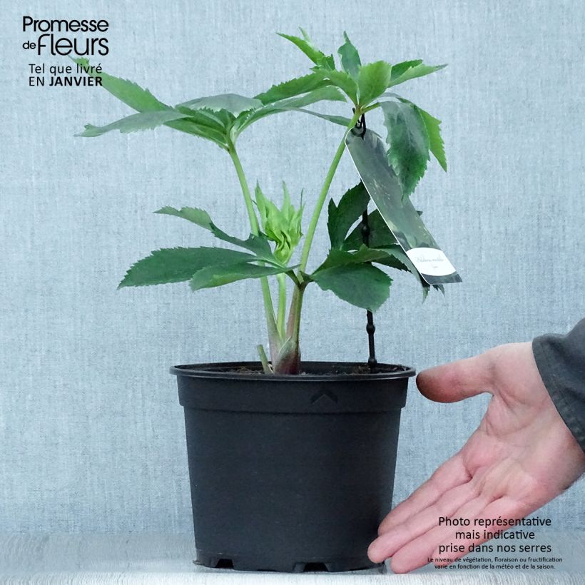Amostra de Helleborus orientalis Green Vaso de 2 L/3 L tal como entregue no inverno