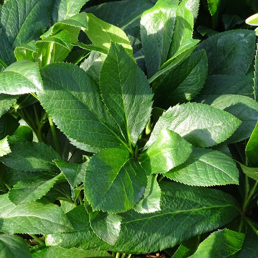 Helleborus orientalis ViV Alessandra (Folhagem)