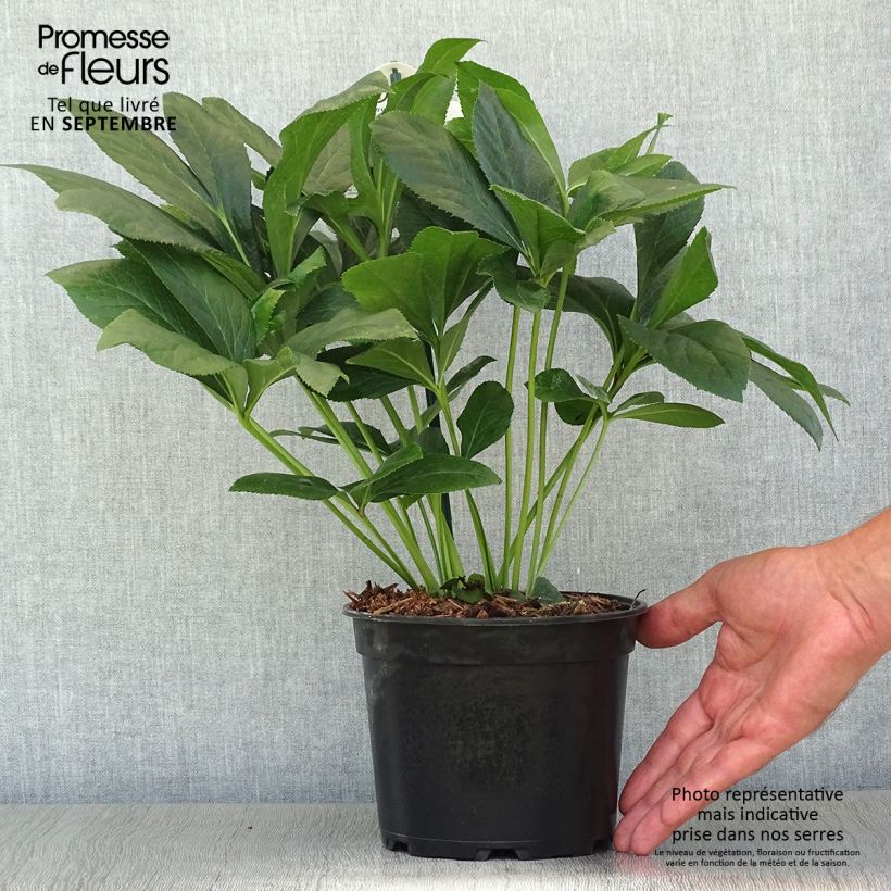 Amostra de Helleborus orientalis ViV Alessandra Vaso de 2 L/3 L tal como entregue no outono