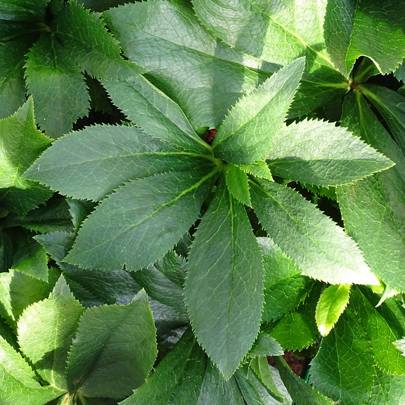 Helleborus orientalis ViV Alessia (Folhagem)
