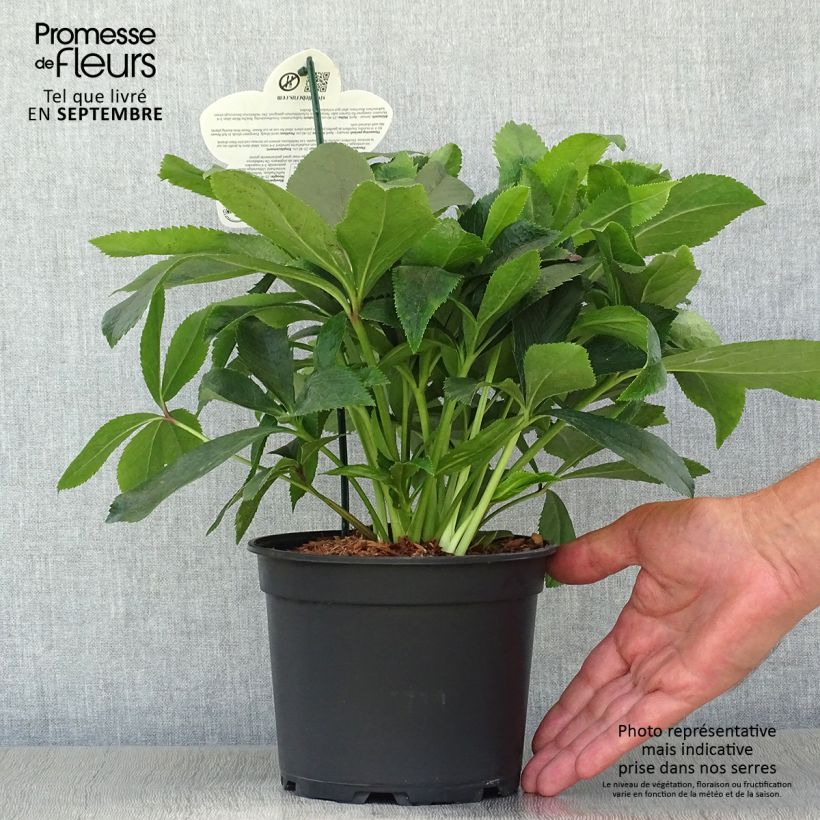 Amostra de Helleborus orientalis ViV Alessia Vaso de 2 L/3 L tal como entregue no outono