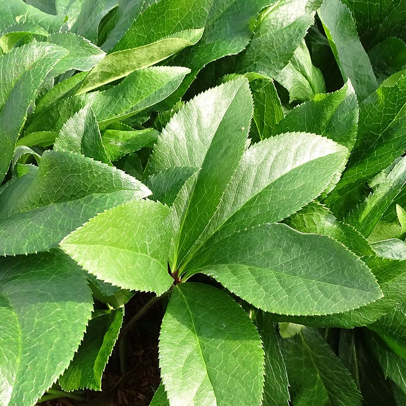 Helleborus orientalis ViV Amalia (Folhagem)