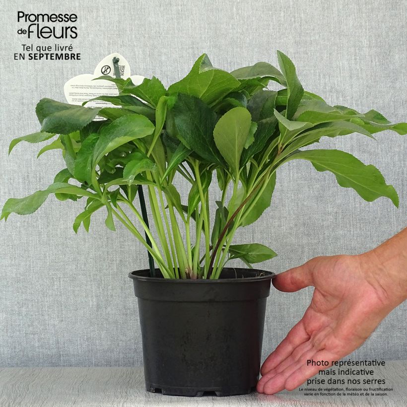 Amostra de Helleborus orientalis ViV Amalia Vaso de 2 L/3 L tal como entregue no outono