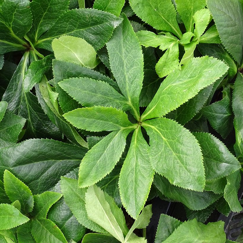 Helleborus orientalis ViV Antonella (Folhagem)