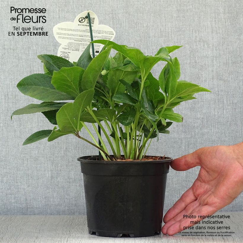 Amostra de Hellébore orientale ViV Antonella Pot de 2L/3L tal como entregue no outono