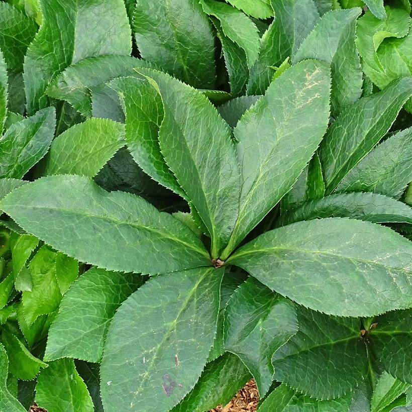 Helleborus orientalis ViV Ariana (Folhagem)