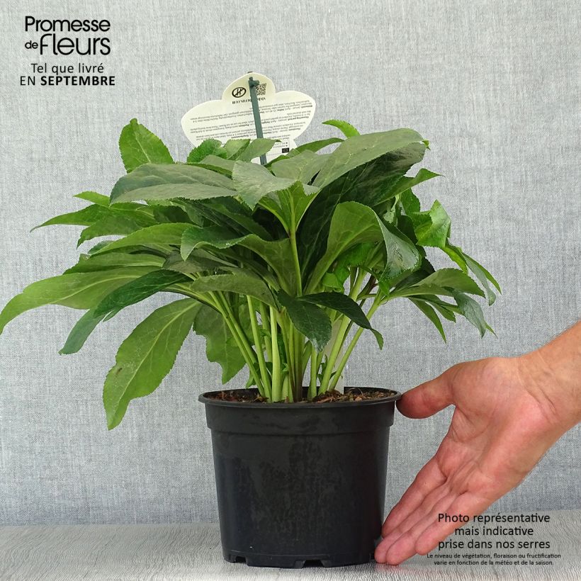 Amostra de Helleborus orientalis ViV Ariana Vaso de 2 L/3 L tal como entregue no outono