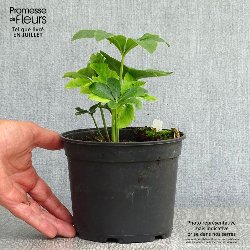 Amostra de Helleborus orientalis ViV Ariana Vaso de 2 L/3 L tal como entregue no verão