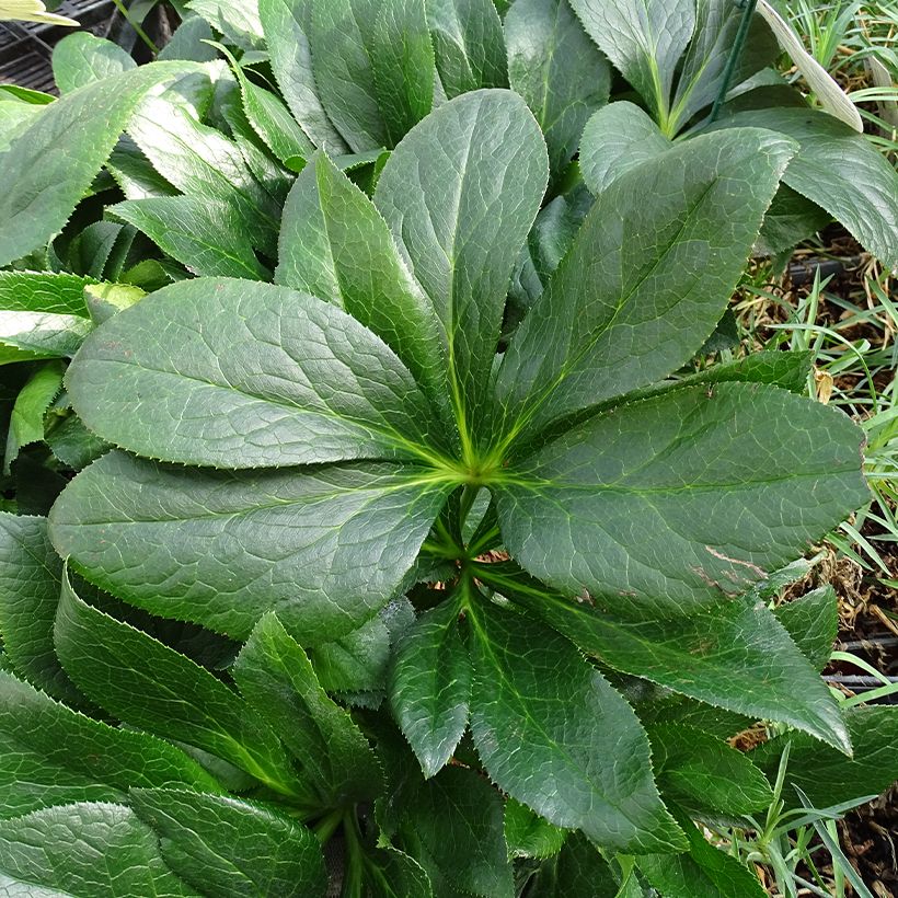 Helleborus orientalis ViV Batista (Folhagem)