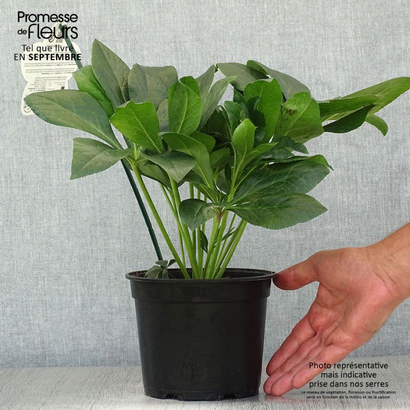 Amostra de Helleborus orientalis ViV Batista Vaso de 2 L/3 L tal como entregue no outono