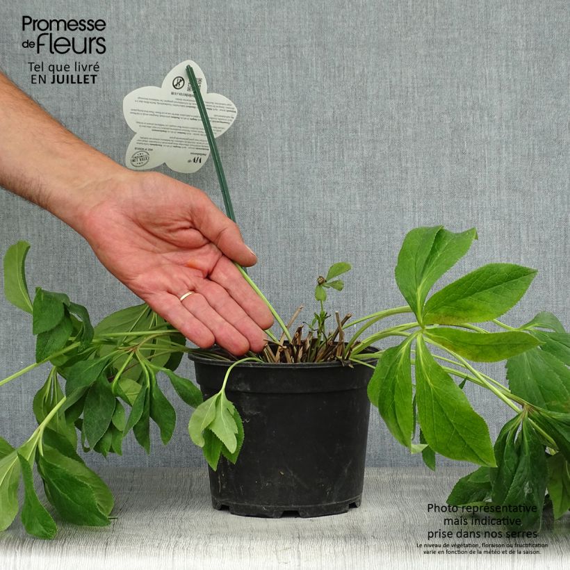 Amostra de Helleborus orientalis ViV Batista Vaso de 2 L/3 L tal como entregue no verão